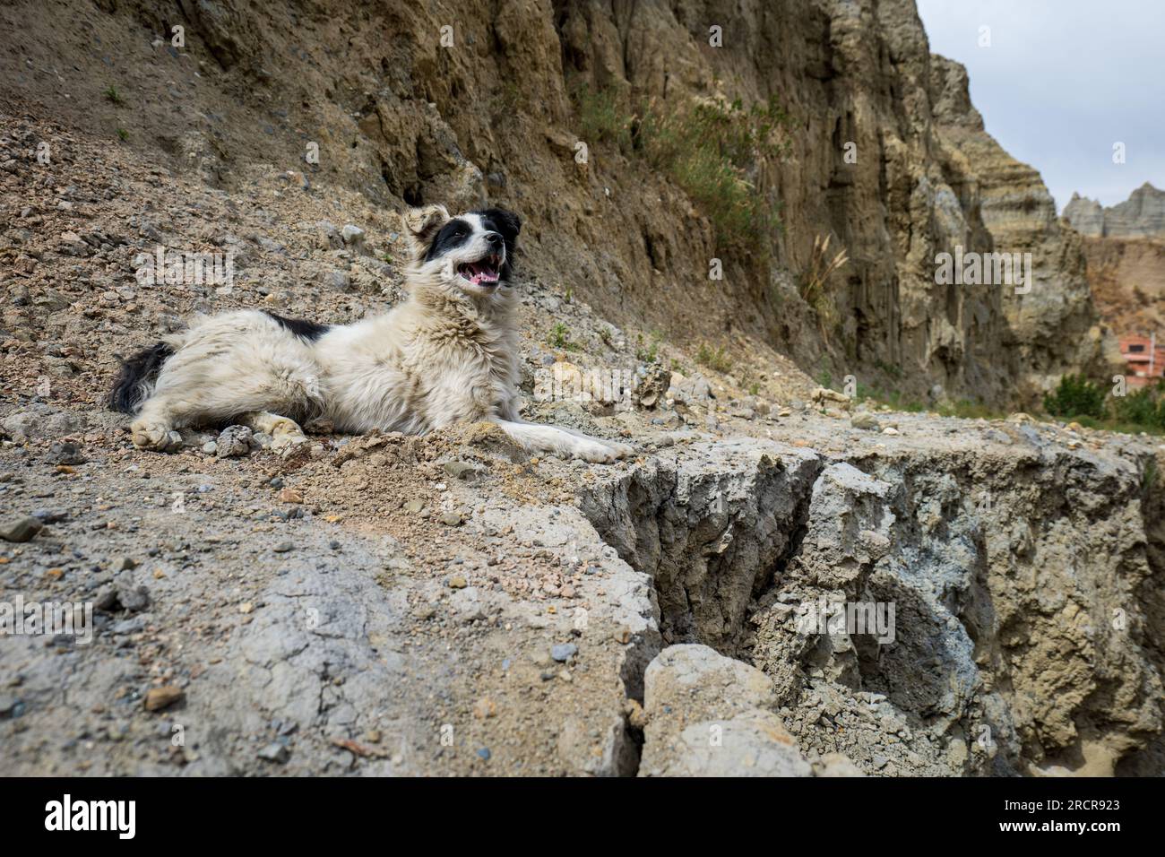 Perro blanco y negro mira hacia arriba y sonríe en las montañas del Valle de Las Animas Foto de stock