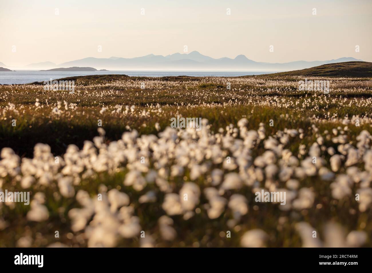 Hierba de algodón, montañas de la isla de Harris de Rubha Hunish, isla de Skye, paisaje de Escocia Foto de stock