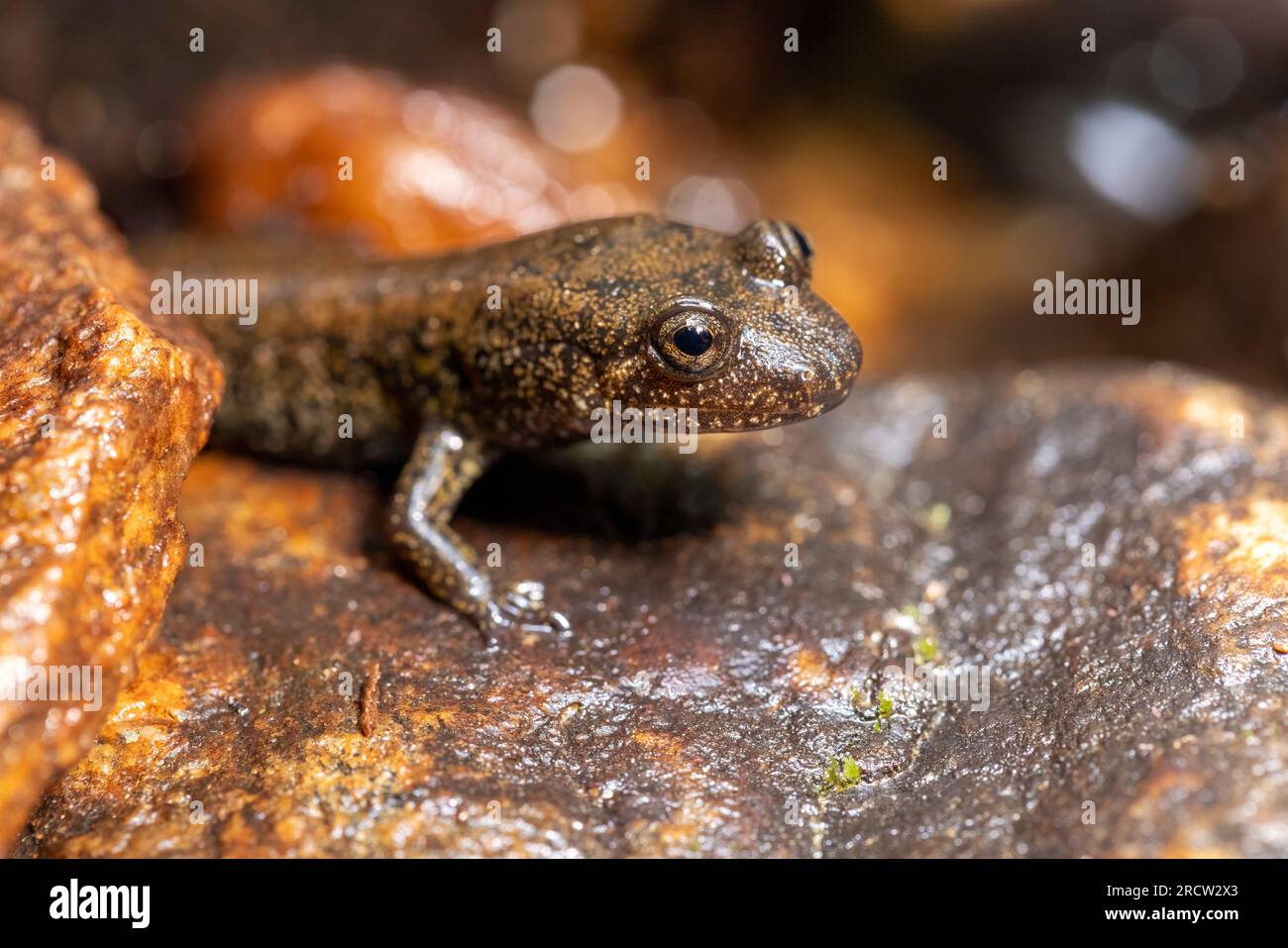 Salamandra de vientre negro o salamandra de vientre negro (Desmognathus quadramaculatus) - Headwaters State Forest, cerca de Brevard, Carolina del Norte, EE.UU Foto de stock