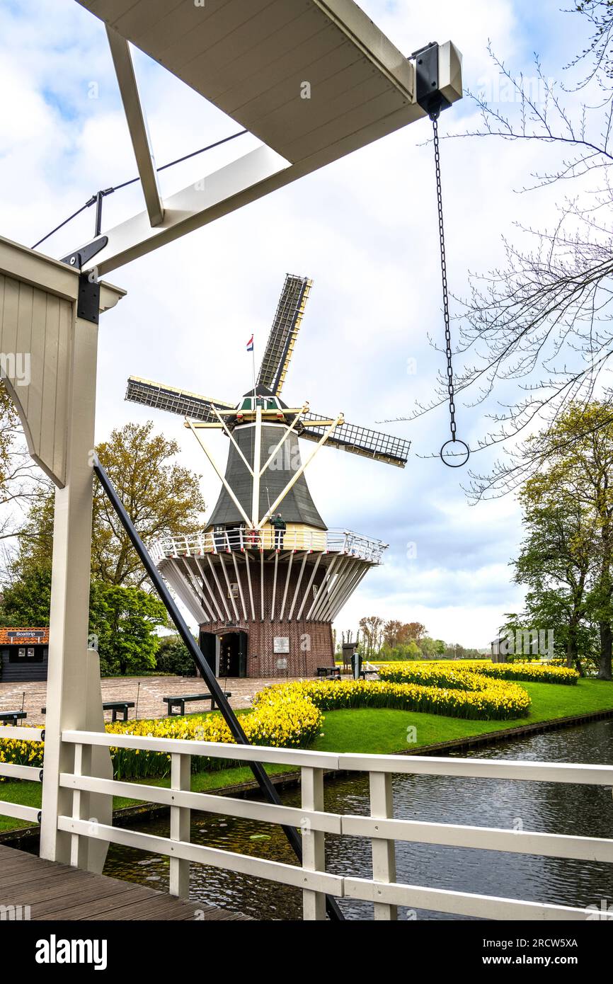Molino de viento holandés y narcisos florecientes en los jardines Keukenhof en Holanda, tomados desde el puente levadizo Foto de stock