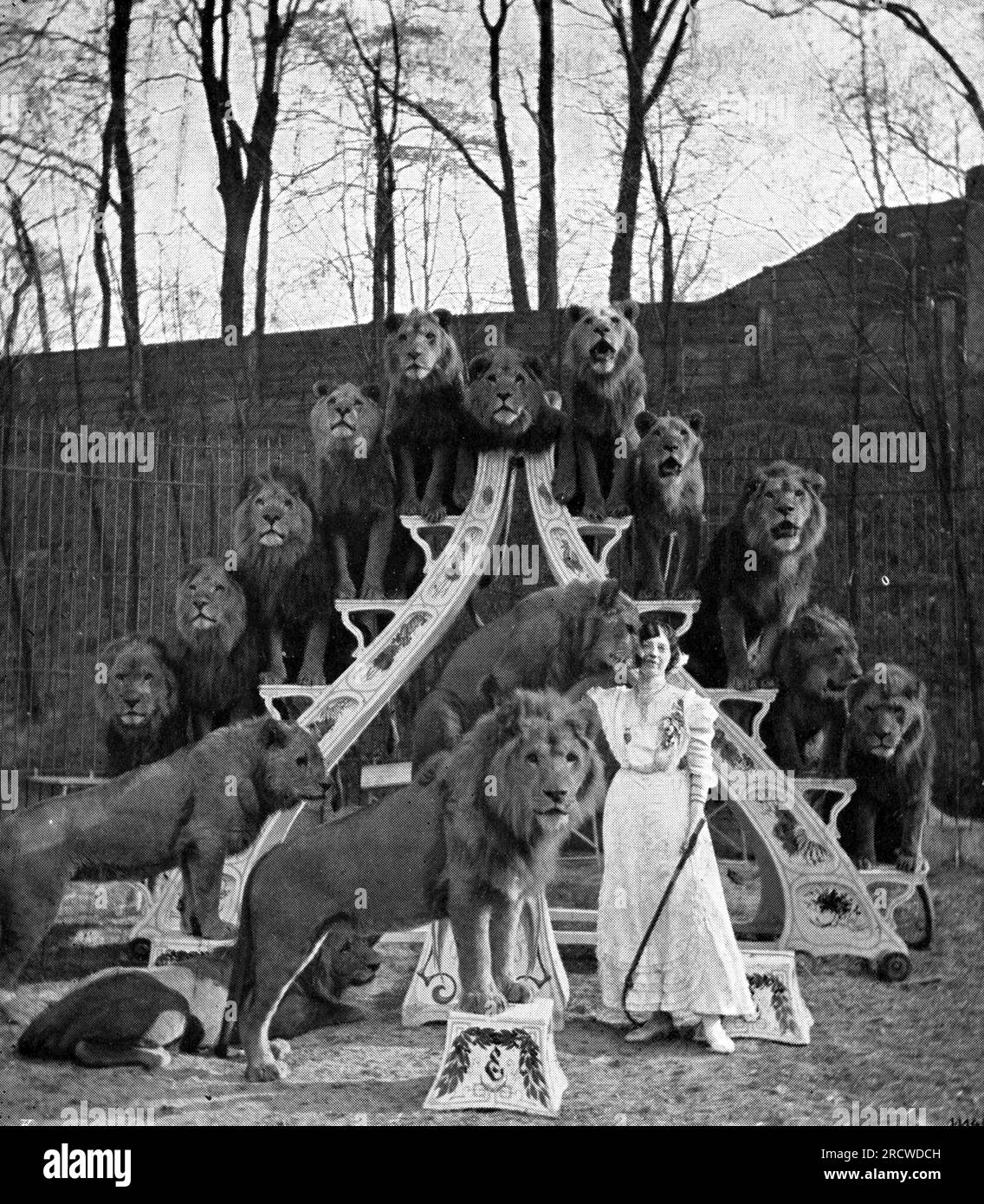 1920 1930 Hombre domador de leones en la jaula con León formación con látigo  Batuta Fotografía de stock - Alamy