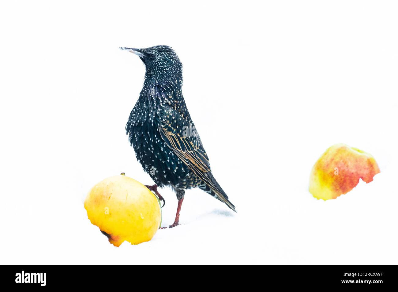 Estornino común (Sturnus vulgaris), comiendo una manzana en la nieve, vista lateral, Países Bajos Foto de stock