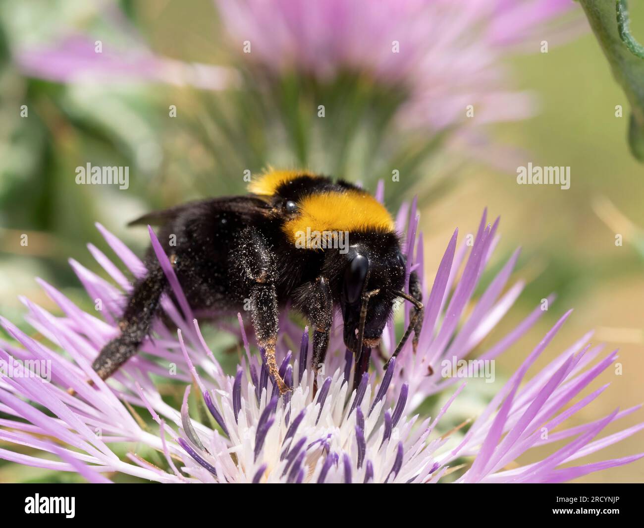 Abeja Bumble (Bombus terrestris) nectaring en cardo mariano (Carduus marianus), cerca de Spili, Creta, Grecia Foto de stock