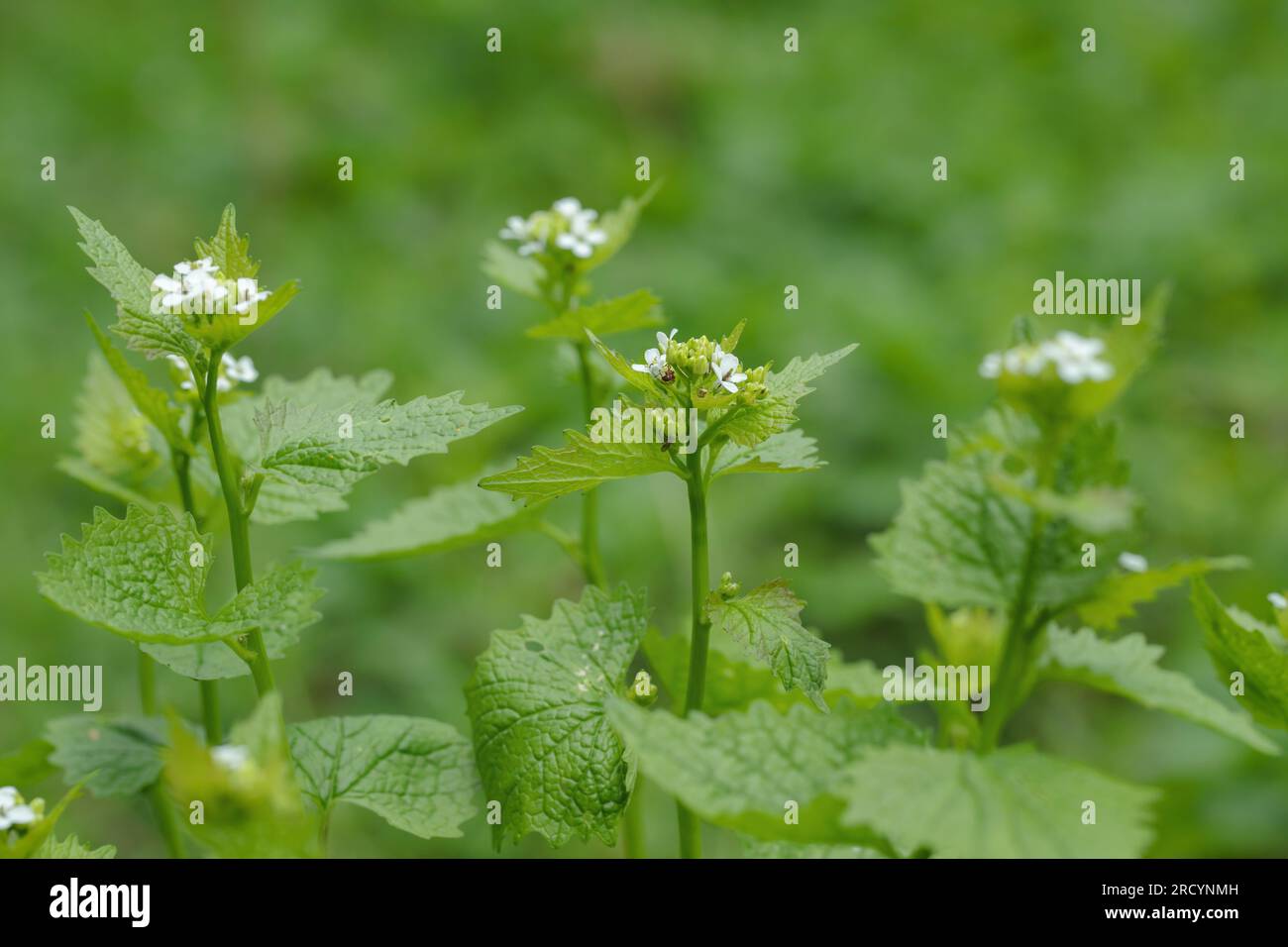 Mostaza de ajo en flor (Alliaria petiolata). Foto de stock