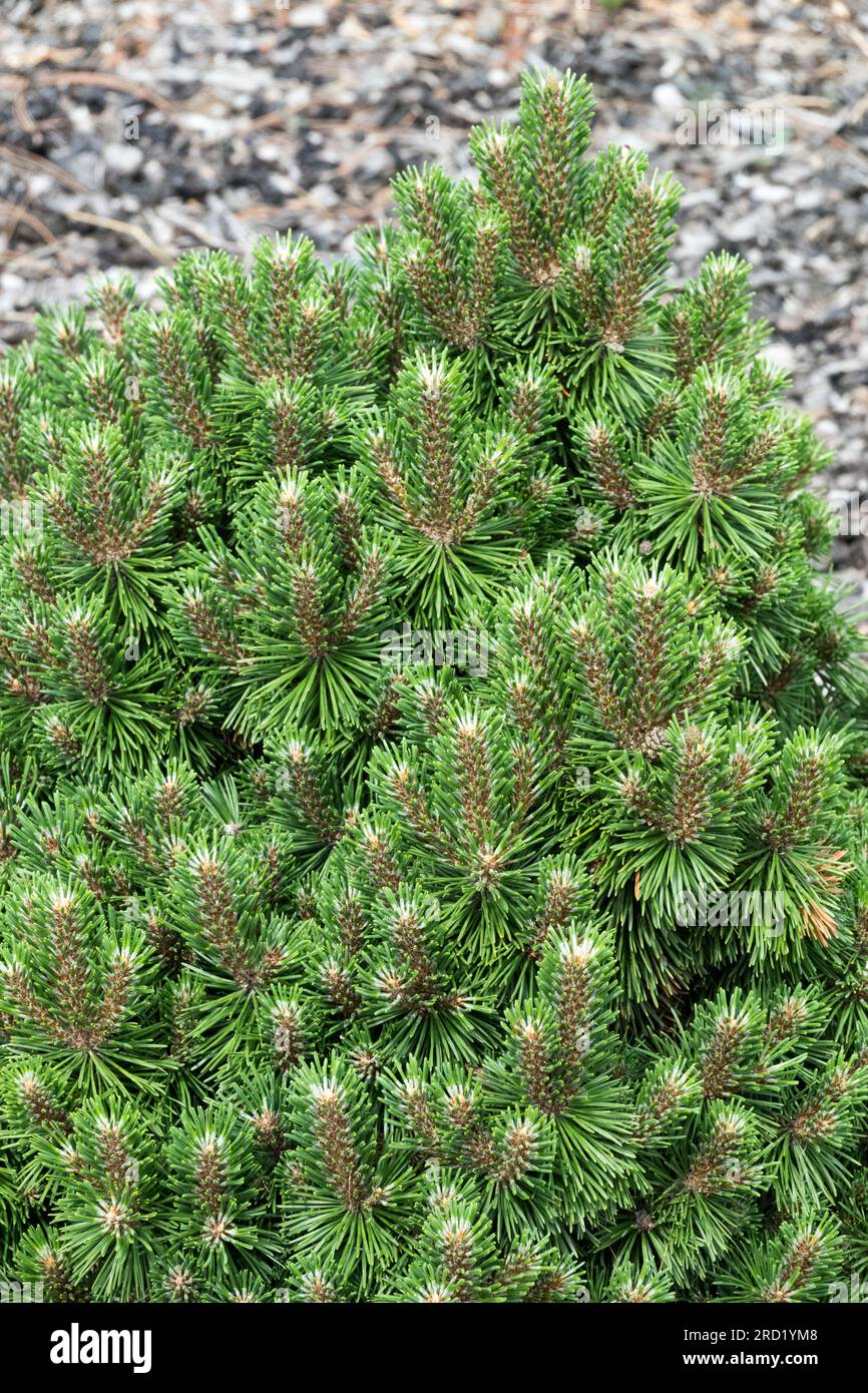 Pino de montaña enano, Pinus rotundata 'Kladska' Pino de crecimiento lento Foto de stock