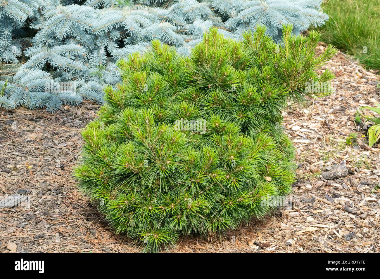 Árbol, Enano, Pinus strobus 'Ontario' Jardín, Pino Foto de stock