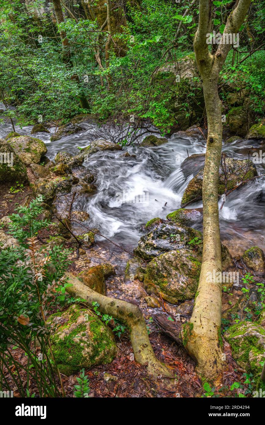 El río Sagittario fluye rápidamente entre rocas y bosques cerca de los manantiales Cavuto, Anversa, Abruzzo, Italia, Europa Foto de stock