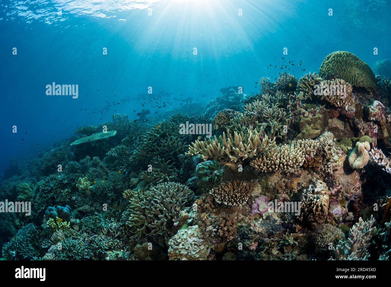 Arrecife de coral duro, Raja Ampat, Papúa Occidental, Indonesia Foto de stock