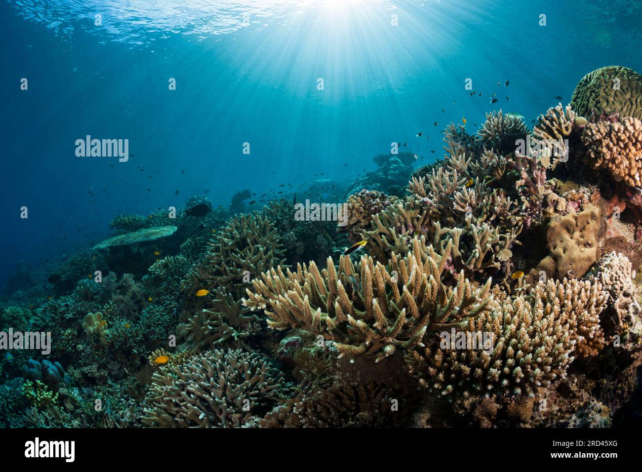 Arrecife de coral duro, Raja Ampat, Papúa Occidental, Indonesia Foto de stock