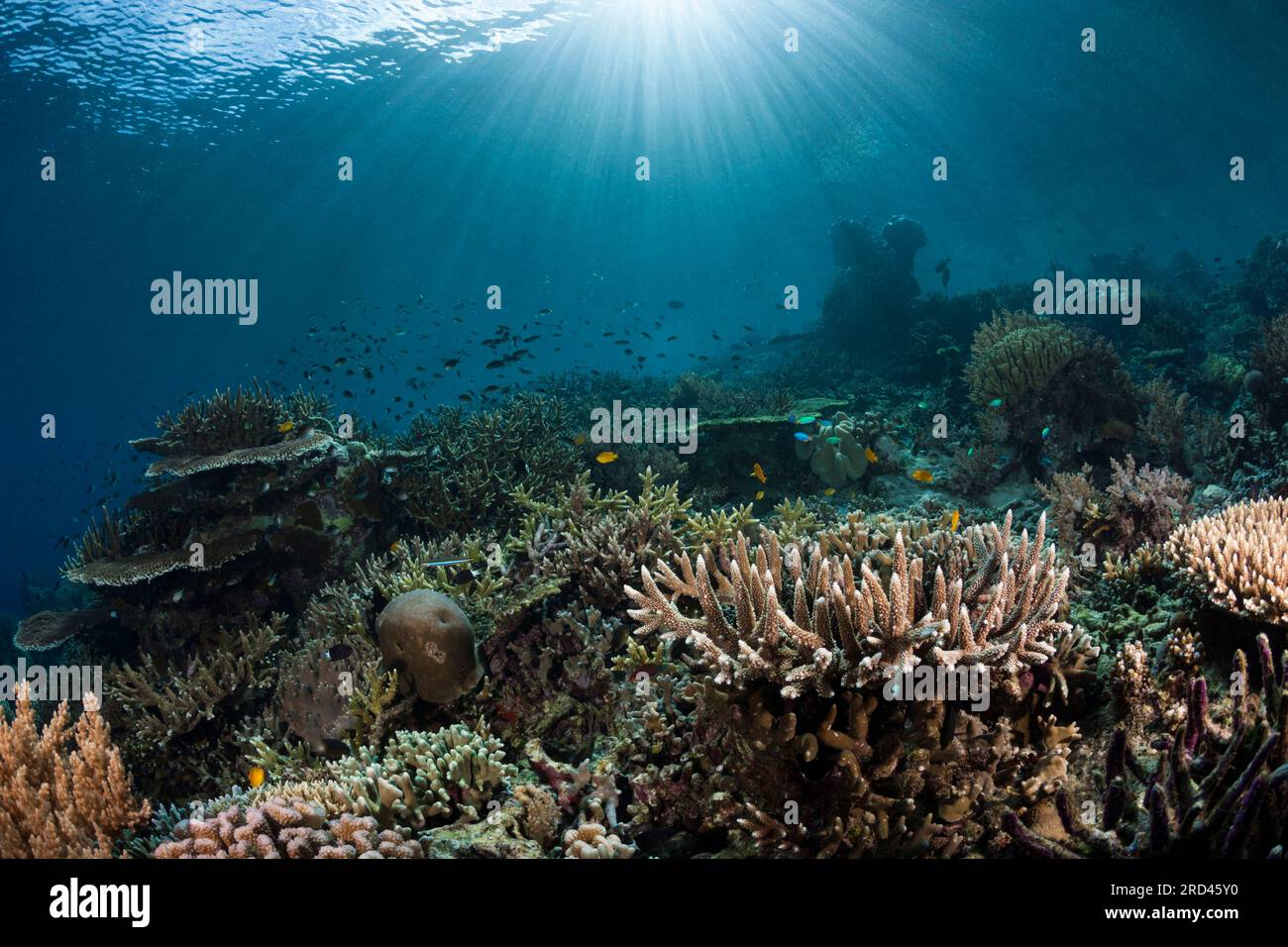 Arrecife de coral duro, Raja Ampat, Papúa Occidental, Indonesia Foto de stock