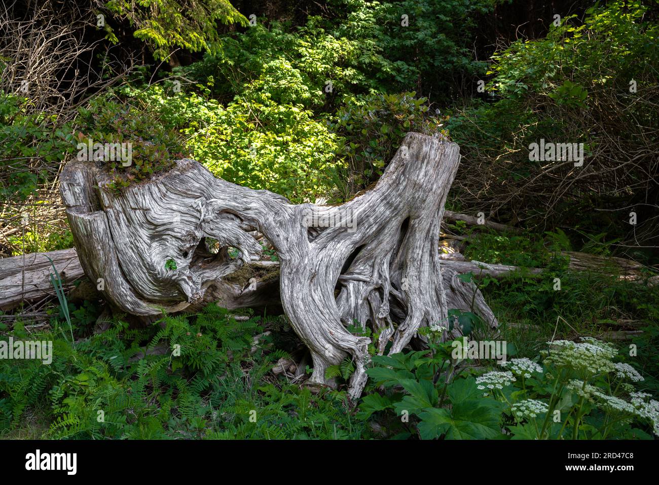 Estructuras de raíz y tallo de un árbol a lo largo del sendero Pacific
