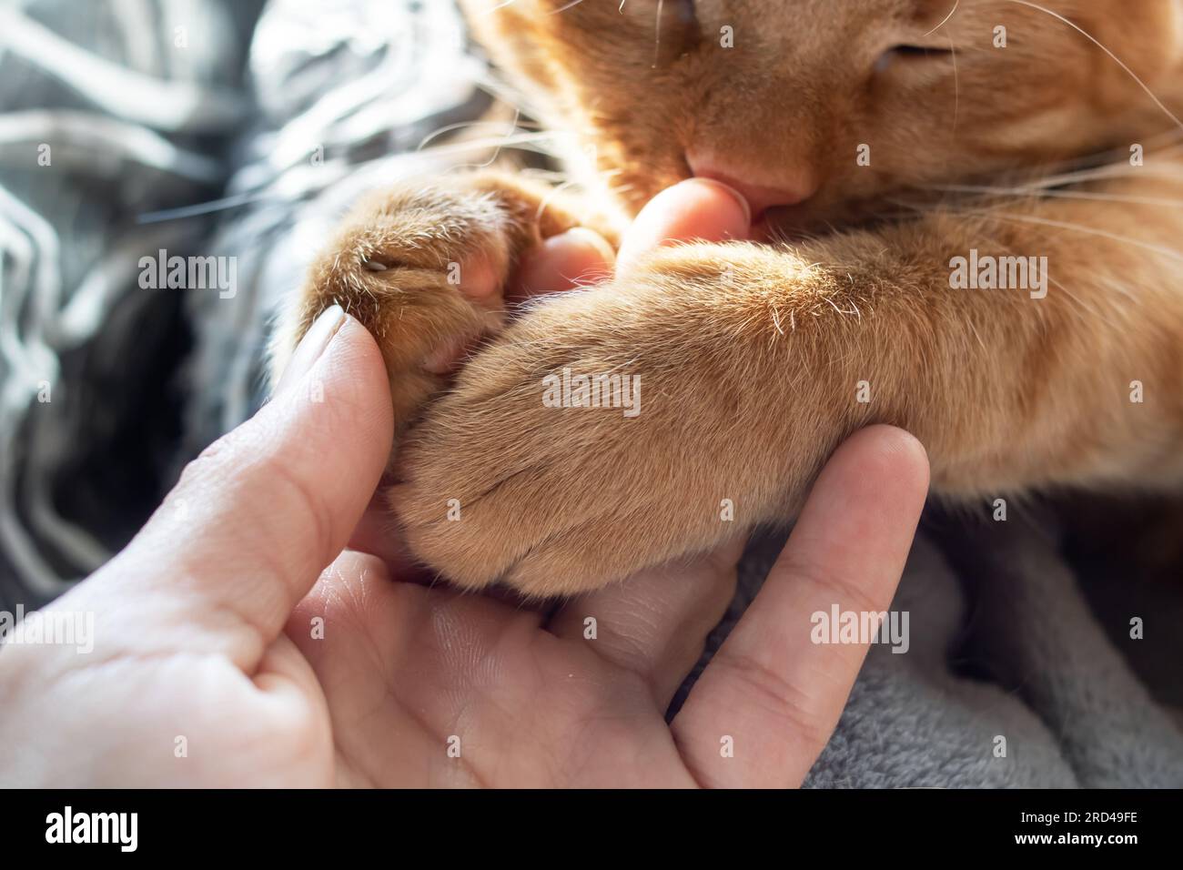 Un gato rojo sostiene la mano de un hombre con sus patas de cerca Foto de stock