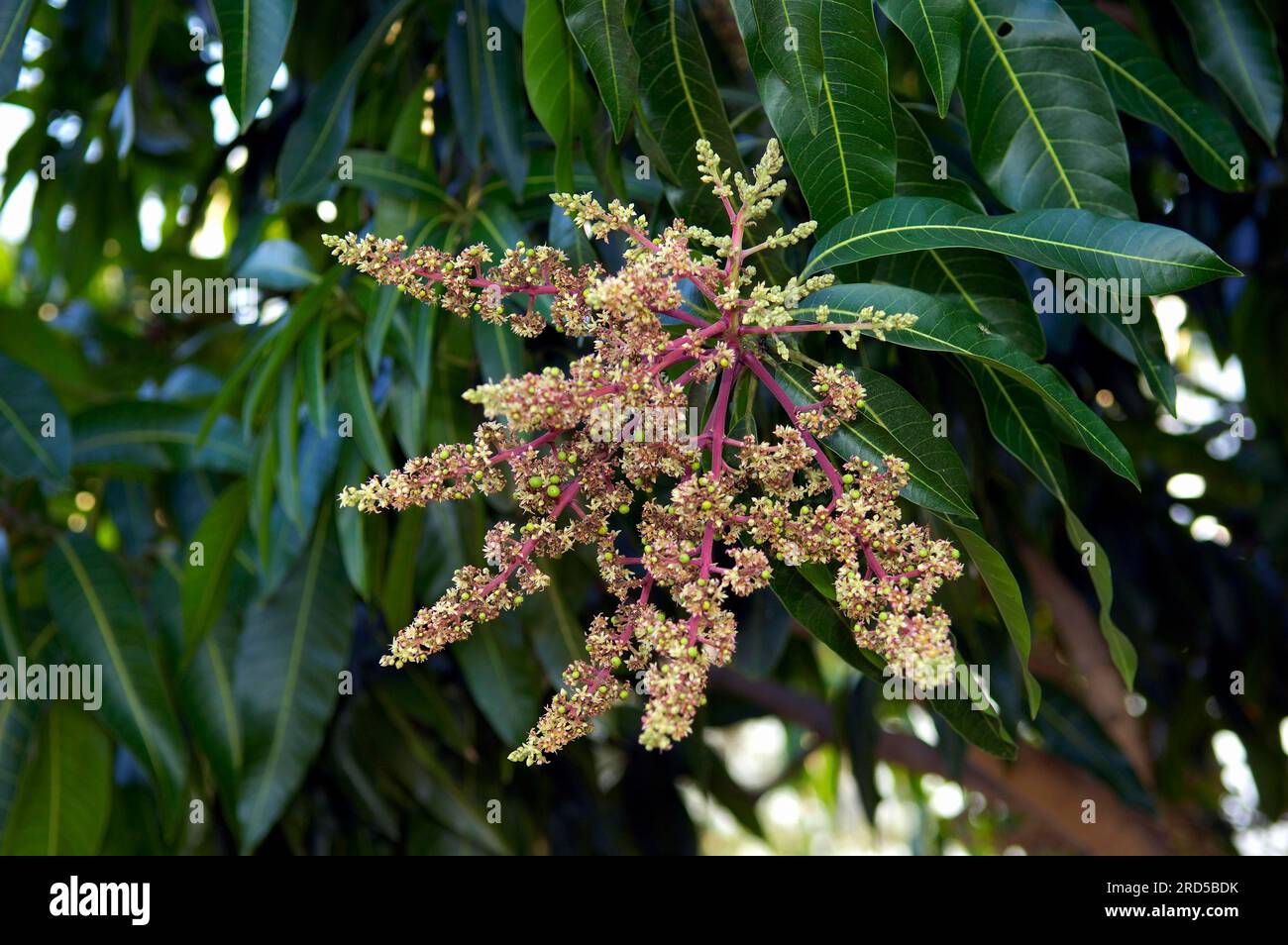 Árbol de mango (Mangifera indica), Pantanal, Brasil Foto de stock