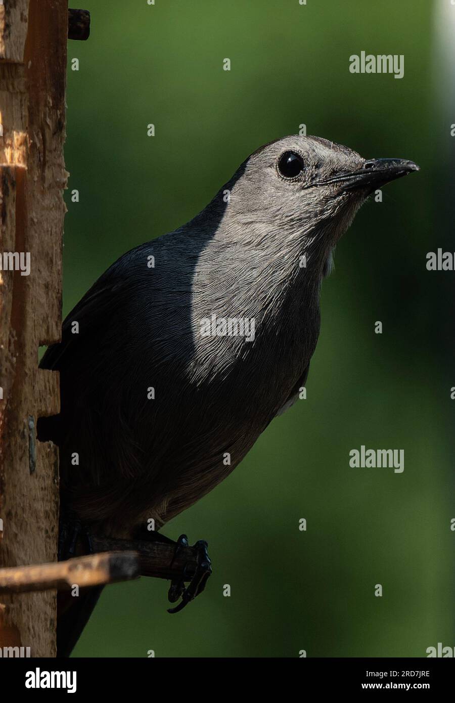 Un gatbird de cabeza gris en el alimentador de aves Foto de stock