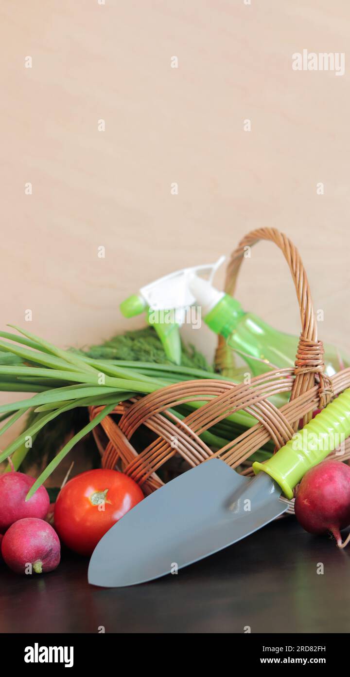 Conjunto de verduras frescas en un primer plano de la cesta. Pala de mano para el jardín, una botella de spray para pulverizar plantas, una cesta de mimbre y verduras. Verano h Foto de stock