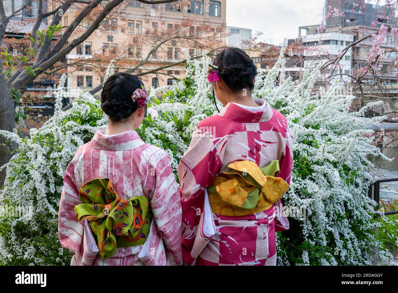 Dos mujeres jóvenes que visten el estilo tradicional del kimono de Japón disfrutando de flores blancas. A lo largo del río Kamo en la prefectura de Kyoto. Japón. Foto de stock