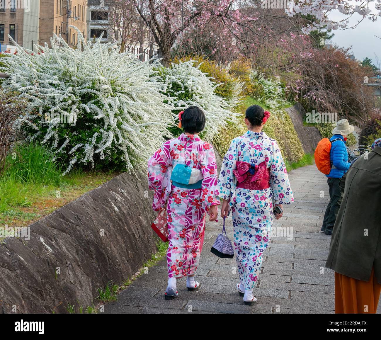 Mujeres jóvenes que visten el estilo tradicional del kimono de Japón caminando a lo largo del río Kamo entre los turistas. Prefectura de Kioto. Japón. Foto de stock