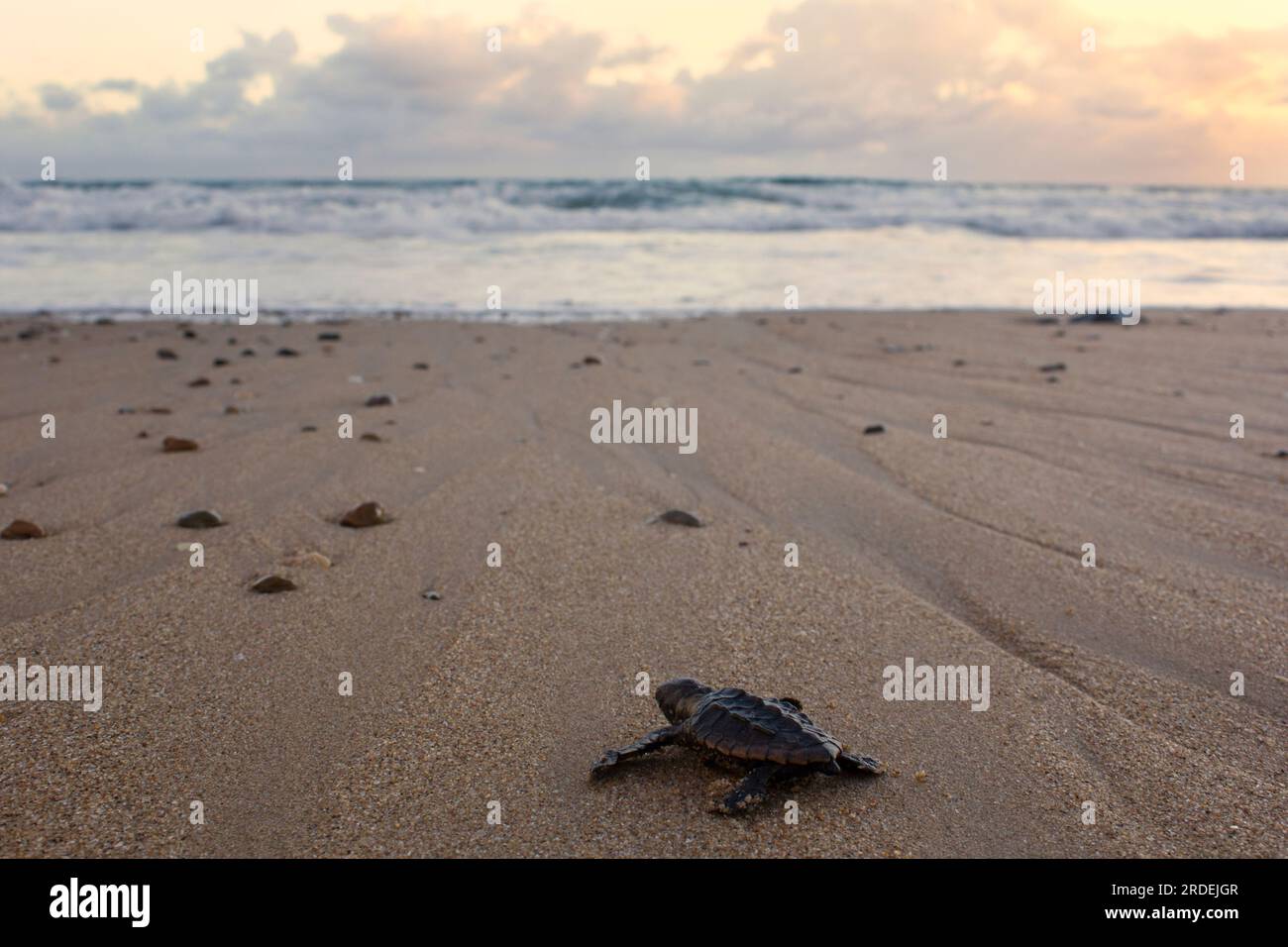 Una tortuga Loggerhead (Caretta caretta) que eclosionan hacia el océano. Mon Repos Beach Queensland Australia. Foto de stock