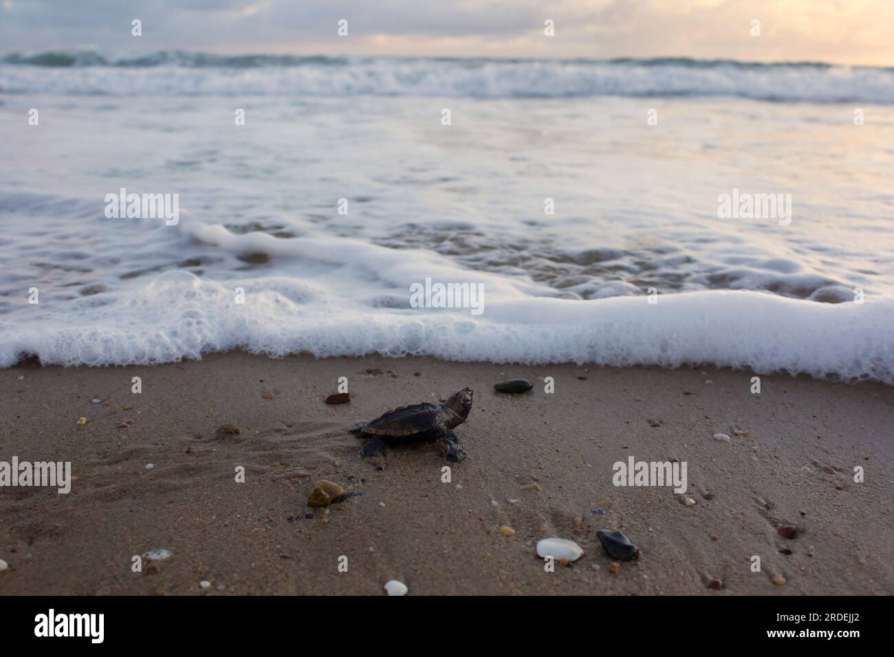 Una tortuga Loggerhead (Caretta caretta) que eclosionan mirando hacia el océano está a punto de entrar por primera vez. Mon Repos Beach Queensland Australia Foto de stock