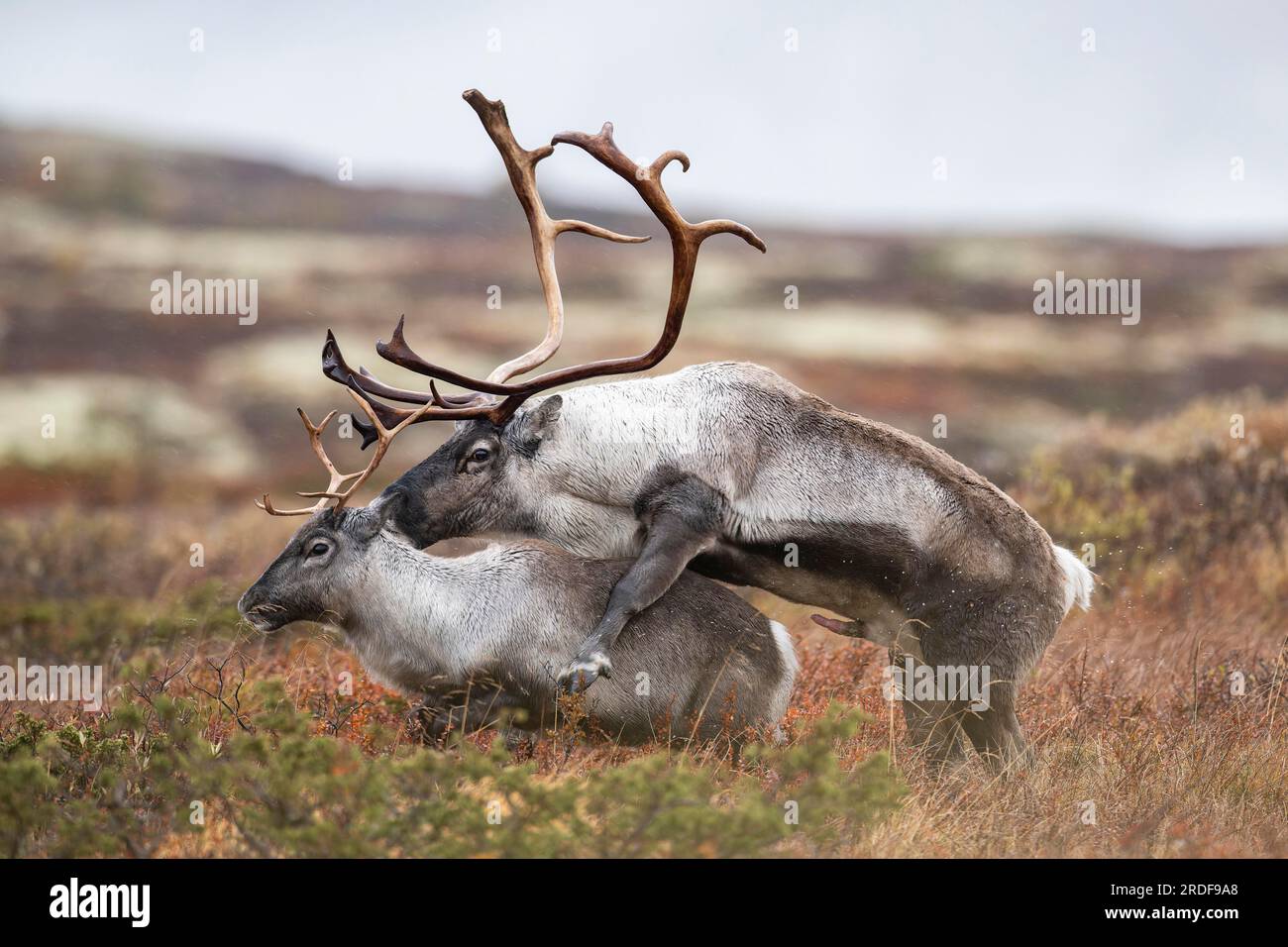 Renos de montaña salvaje (Rangifer tarandus tarandus), renos, apareamiento, putrefacción, en tundra de otoño, Parque Nacional de Forollhogna, Noruega Foto de stock