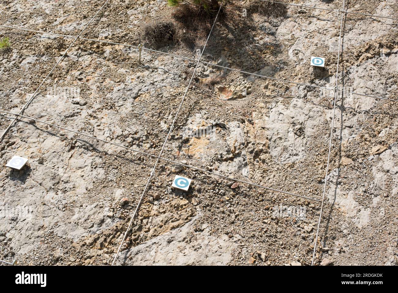 Ichnofósiles o trazas fósiles de huellas de dinosaures en el Sitio Paleontológico Coll de Nargo, Lleida, Cataluña, España. Foto de stock