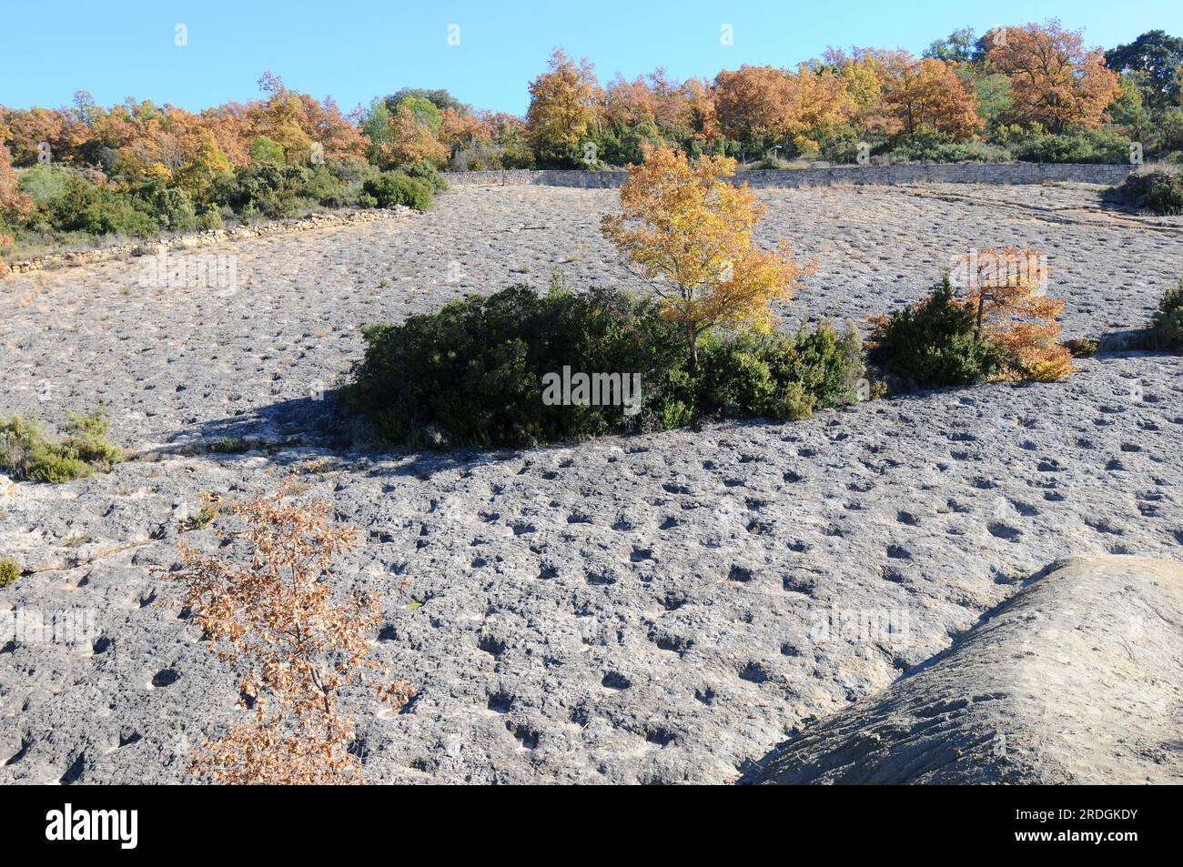 Ichnofósiles o rastros fósiles de rayos que alimentan marcas. Esta foto fue tomada en la Posa, Conca Della, Lleida, Cataluña, España. Foto de stock