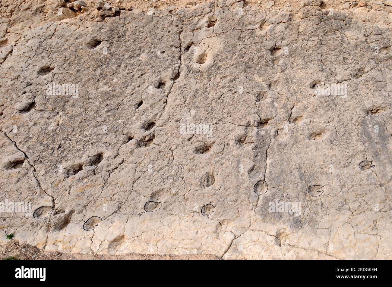 Icnofósiles o trazas de fósiles de huellas de mamíferos de artiodáctilos. Este Sitio Paleontológico (La Fondota) se encuentra en Abiego, Huesca, Aragón, España. Foto de stock