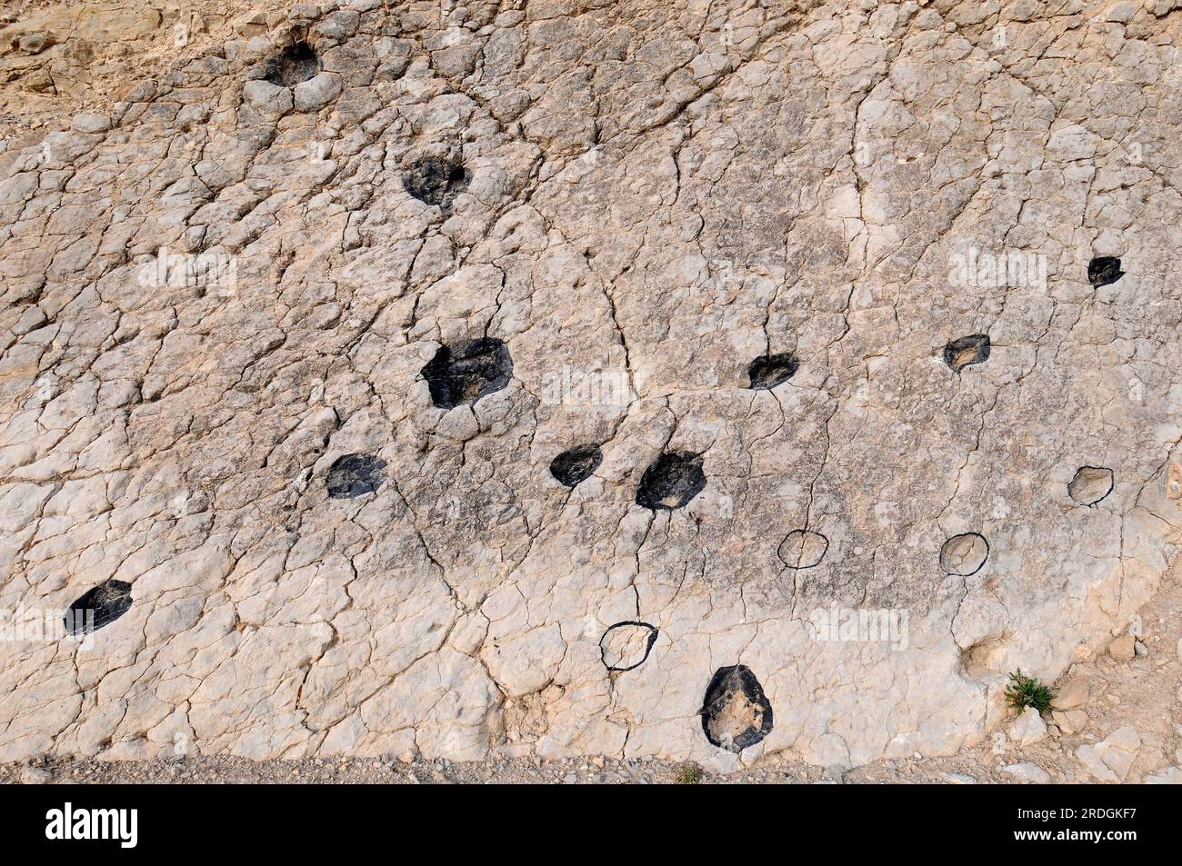 Icnofósiles o trazas de fósiles de huellas de mamíferos de artiodáctilos. Este Sitio Paleontológico (La Fondota) se encuentra en Abiego, Huesca, Aragón, España. Foto de stock