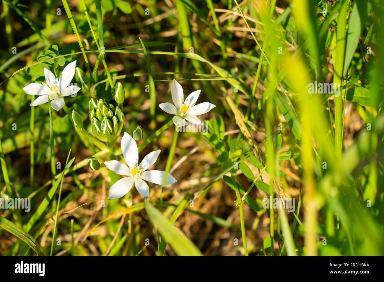 Paraguas en forma de estrella (Ornithogalum umbellatum) con flores blancas escondidas en hierba verde Foto de stock