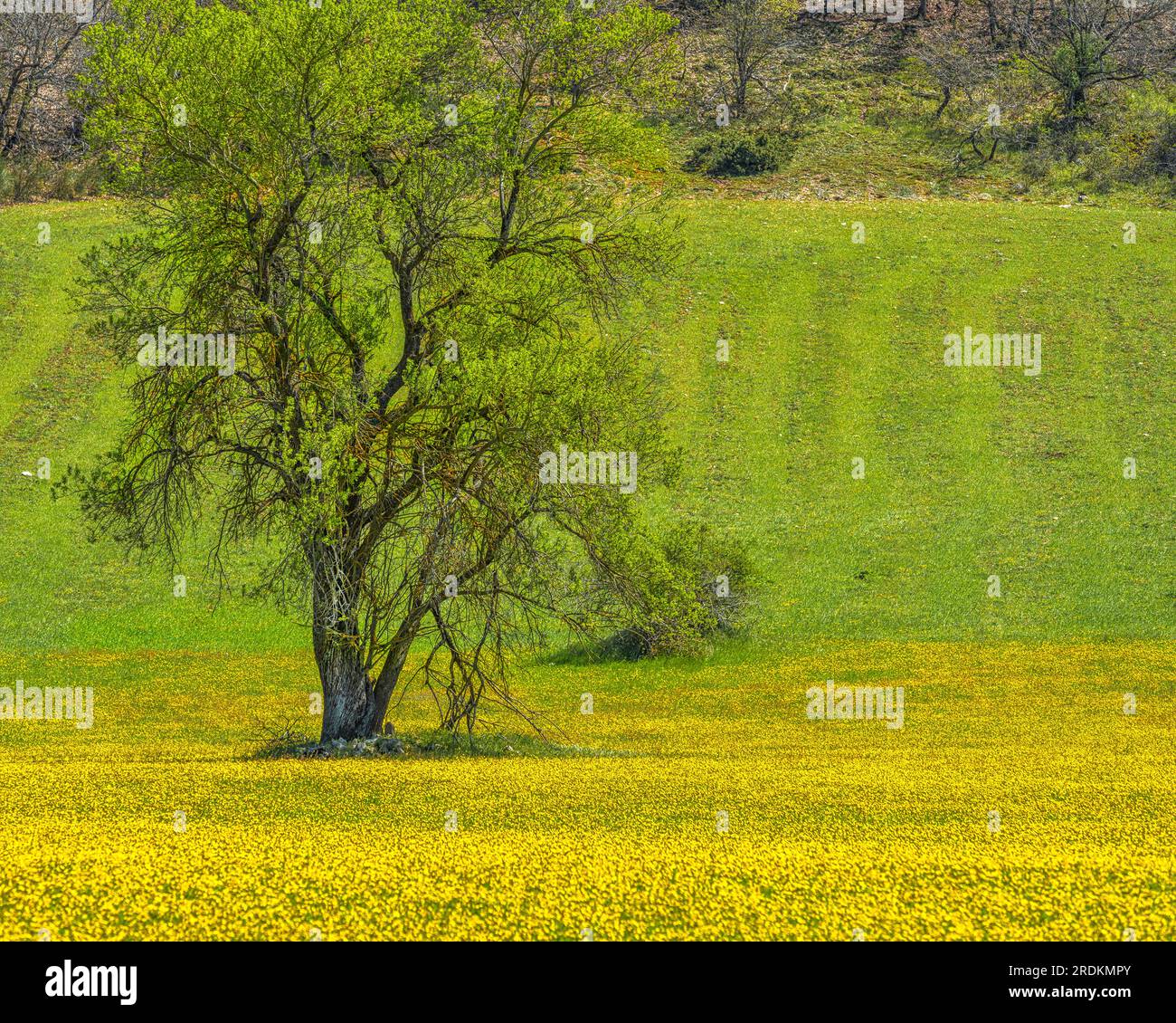 praderas cubiertas de flores amarillas en primavera Foto de stock