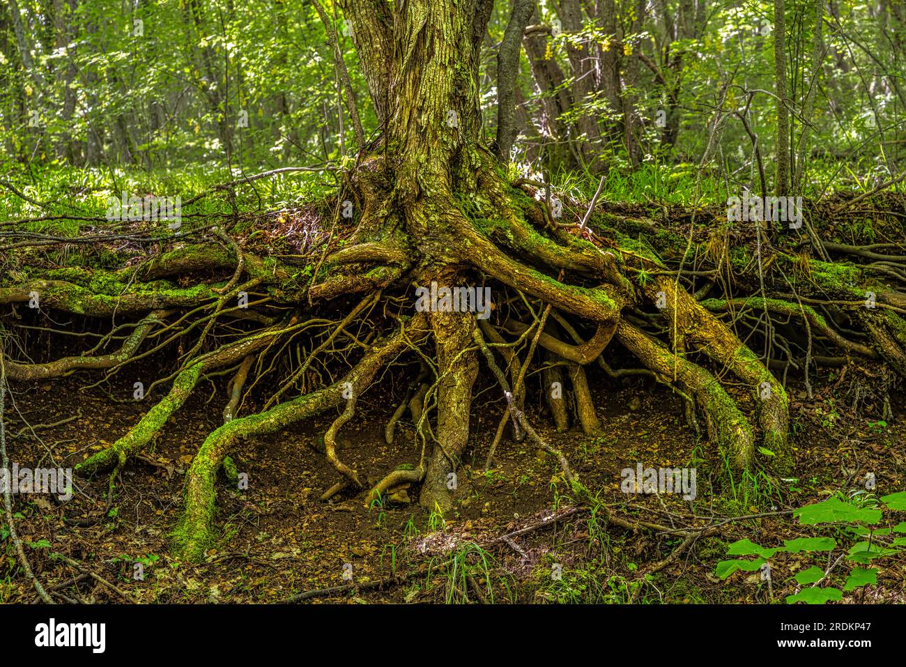 raíces expuestas debido a la escorrentía del suelo, en el bosque Foto de stock