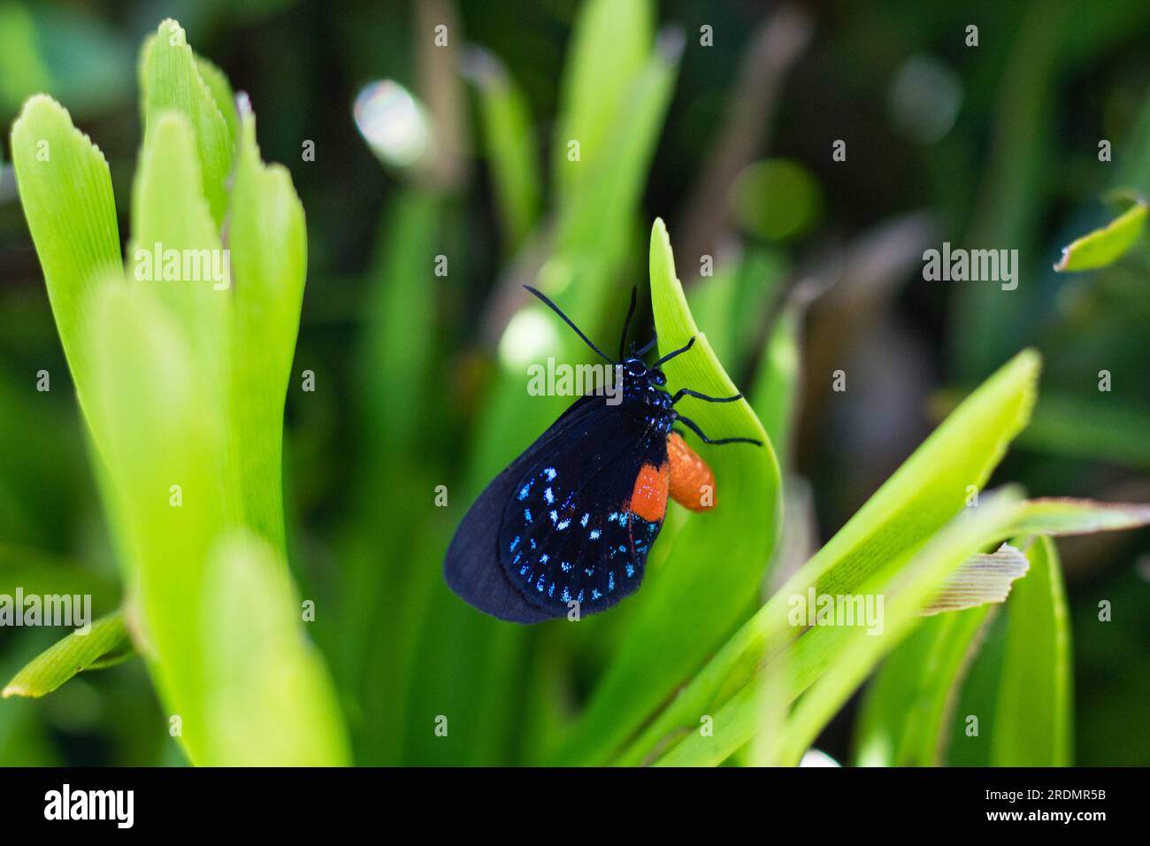 La rara mariposa Atala descansa en su planta anfitriona, la palma coontie, en el suroeste de Florida Foto de stock