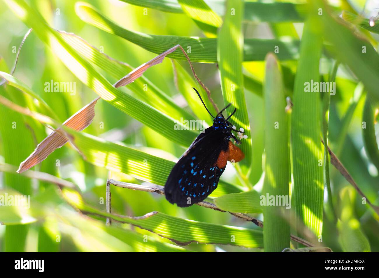 Mariposa Atala hembra poniendo huevos en su planta huésped la palma coontie Foto de stock