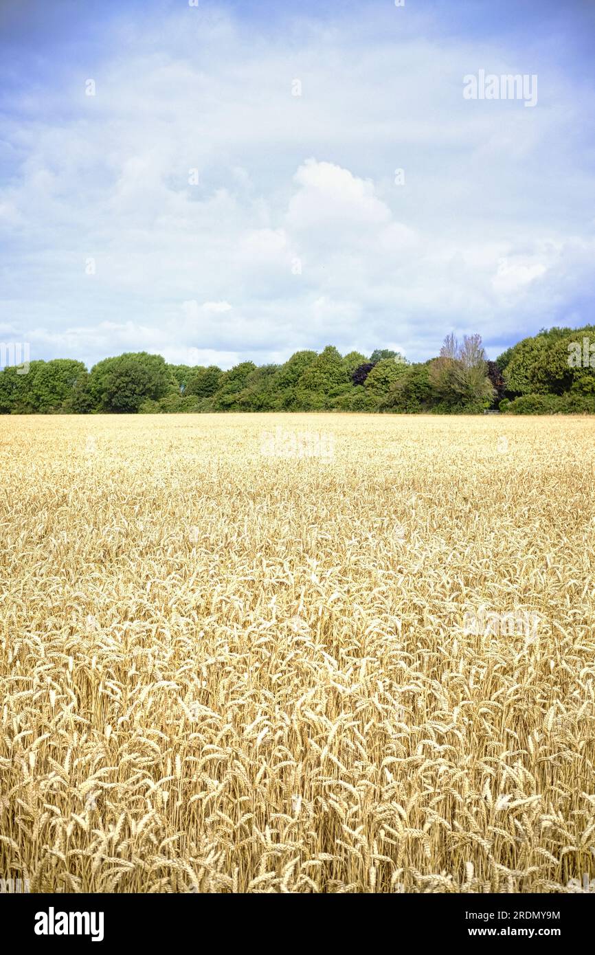 Trigo que crece en tierras de cultivo británicas a principios de verano Foto de stock