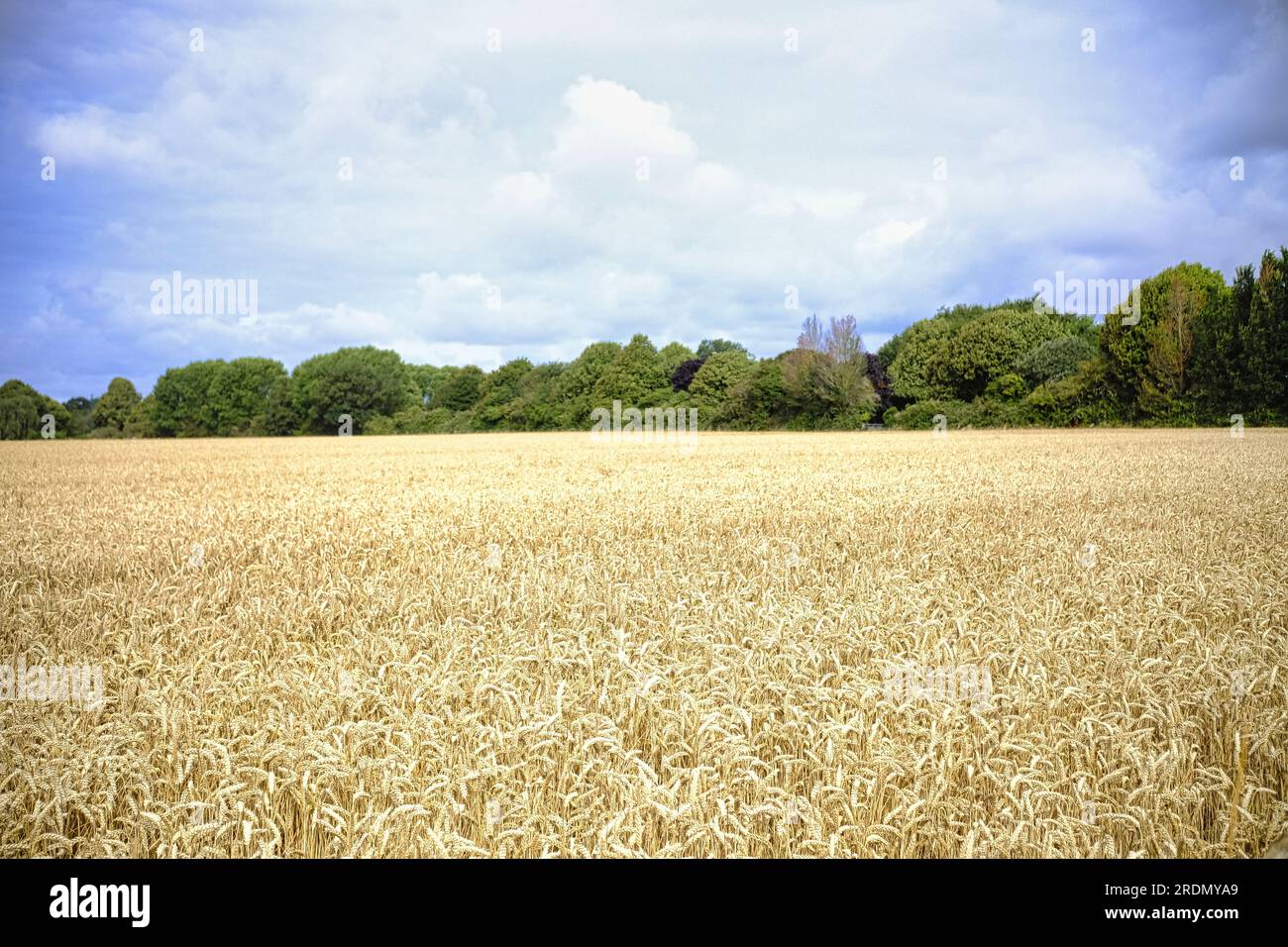 Trigo que crece en tierras de cultivo británicas a principios de verano Foto de stock