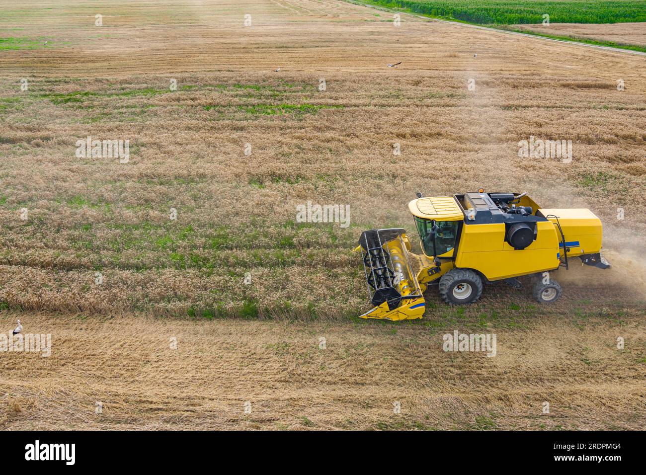 Vista aérea del drone, cosechadoras de la cosechadora que trabajan en campo de trigo Foto de stock