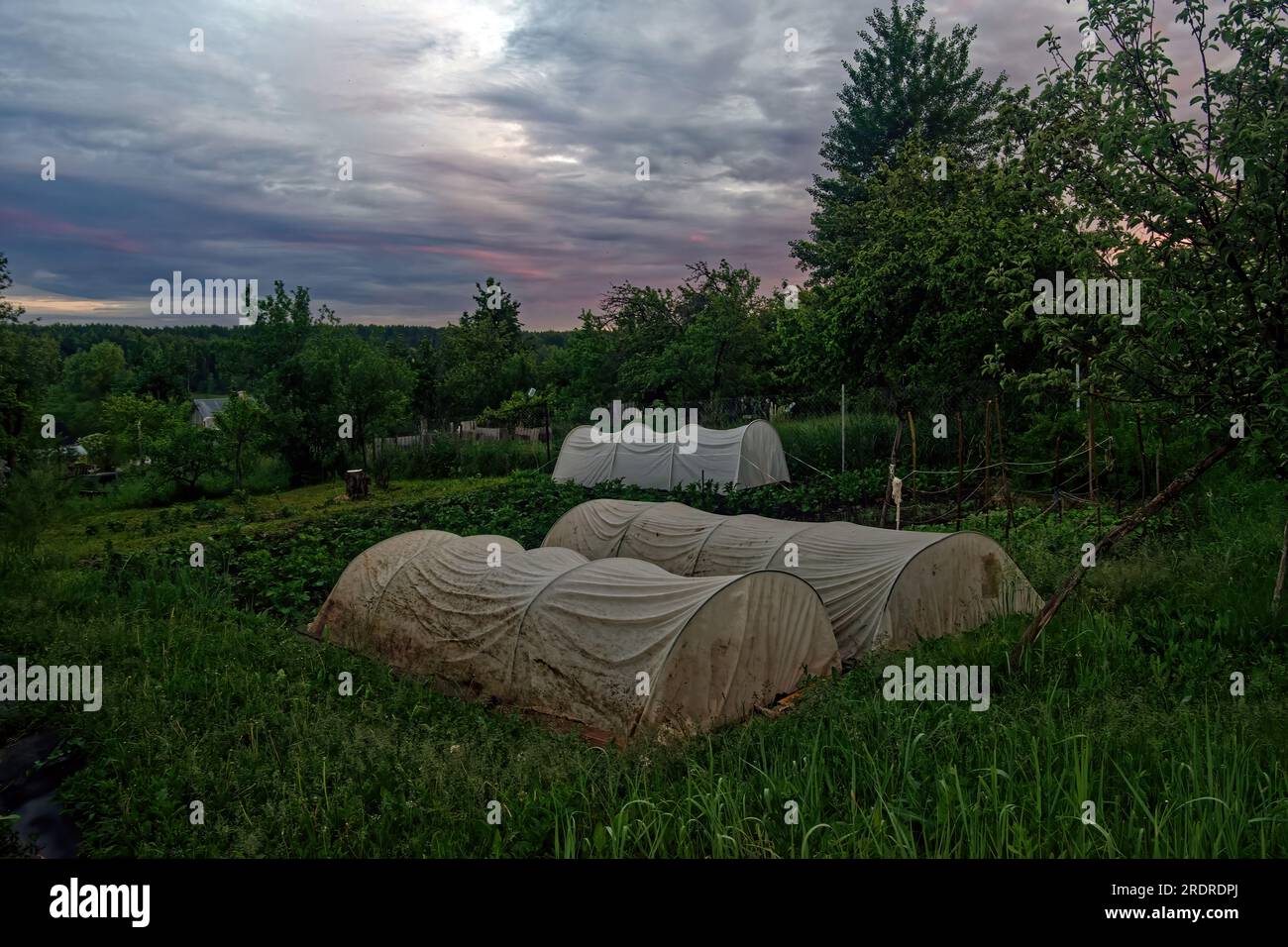Pequeño invernadero en el jardín, Rusia Foto de stock