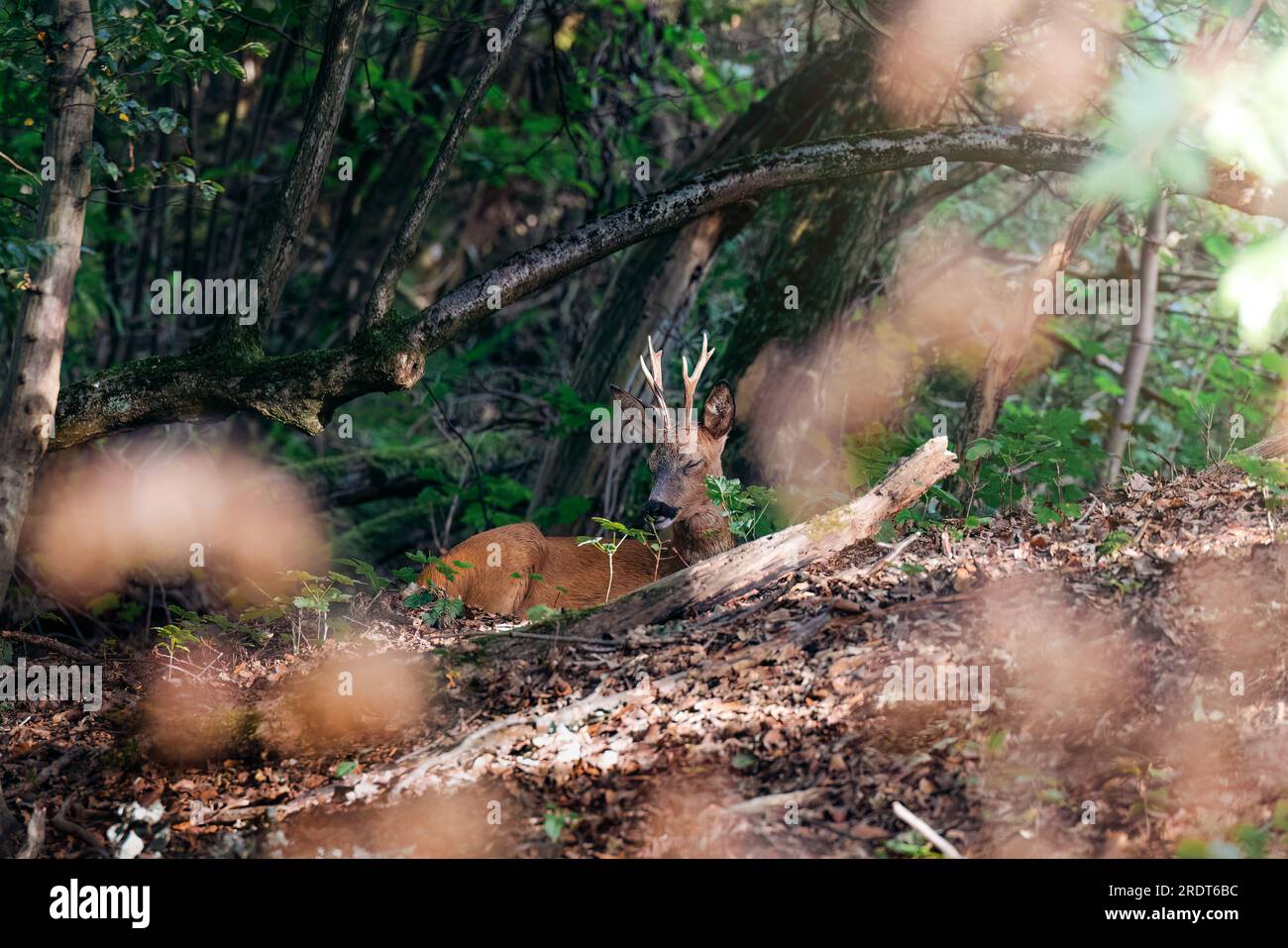 Ciervos, buck, durmiendo en un bosque en la cálida luz del amanecer en Alemania, Europa Foto de stock