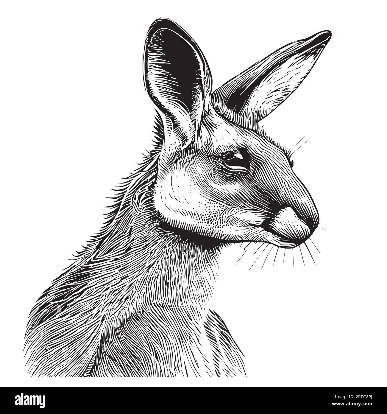 Kangaroo cara animal dibujado a mano ilustración de boceto Ilustración del Vector
