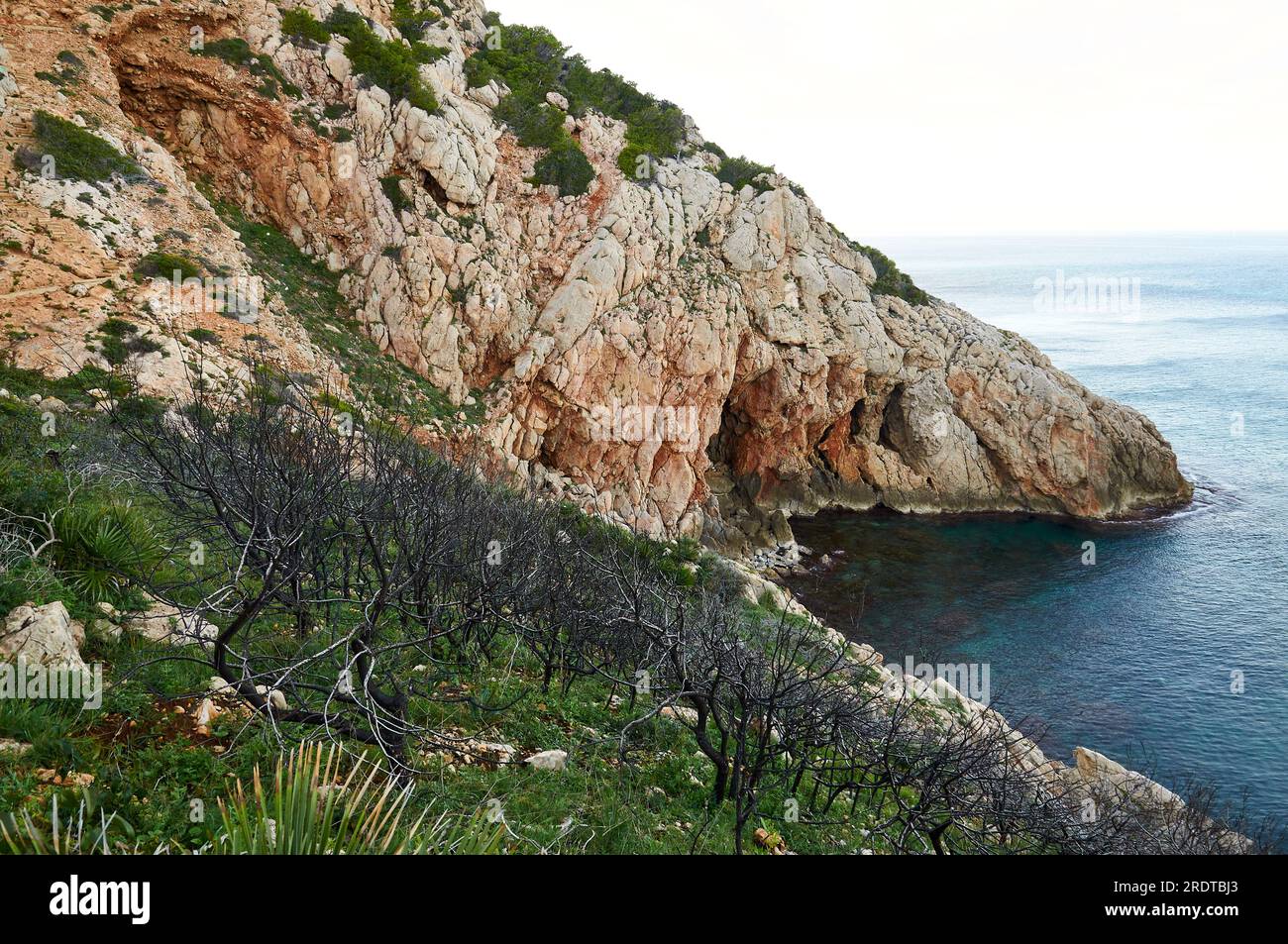 Recuperación de un área quemada cerca de la costa en la ruta PR-CV 355 (Parque natural de Montgó, Marina Alta, Alicante, Comunidad Valenciana, mar Mediterráneo, España) Foto de stock