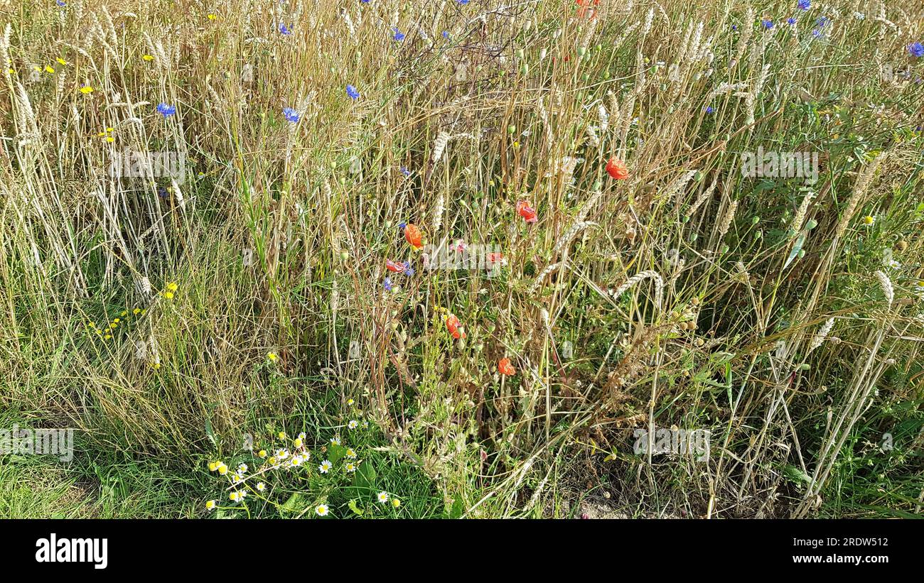 Frontera de campo floreciente con flores de maíz y amapolas Foto de stock