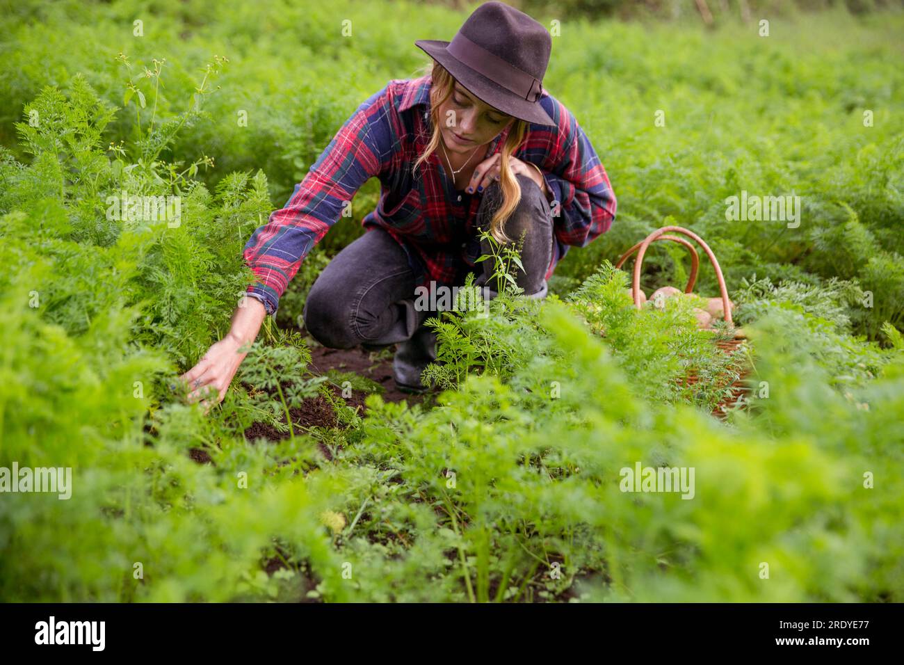 Joven agricultor con sombrero cosechando verduras en la granja Foto de stock