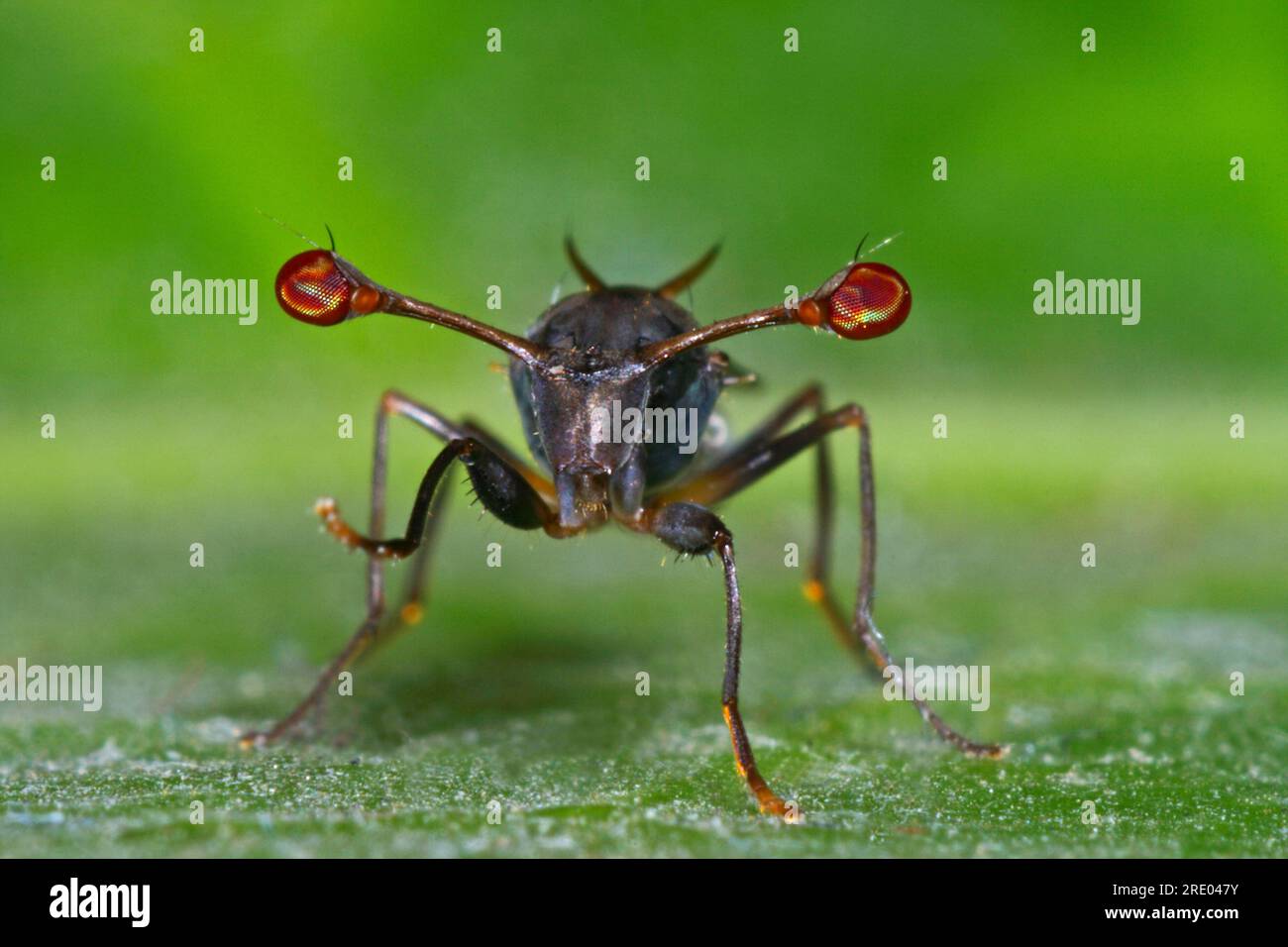 Mosca de ojos de tallo, (Diasemopsis comoroensis), vista frontal Foto de stock