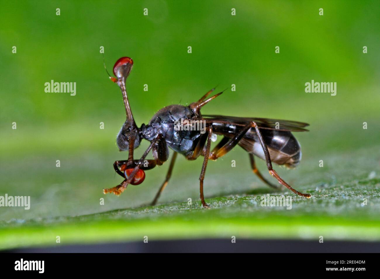 Mosca de ojos de tallo, (Diasemopsis comoroensis), vista lateral Foto de stock