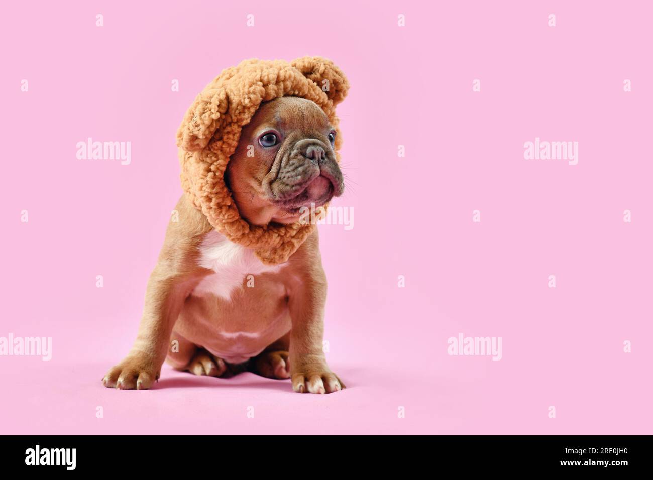 Perro con osito de peluche fotografías e imágenes de alta resolución - Alamy