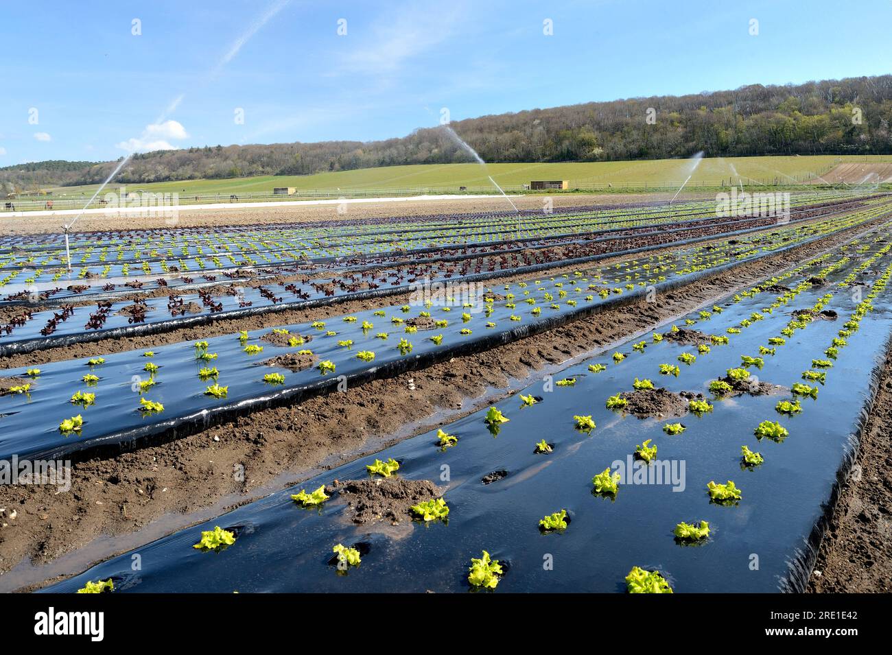 Riego temprano en la jardinería de mercado: Riego de lechugas en abril después de la falta de lluvia. Ensaladas cultivadas bajo lonas Foto de stock