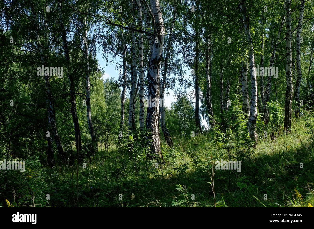 Un día soleado en un bosque denso en verano, Rusia Foto de stock