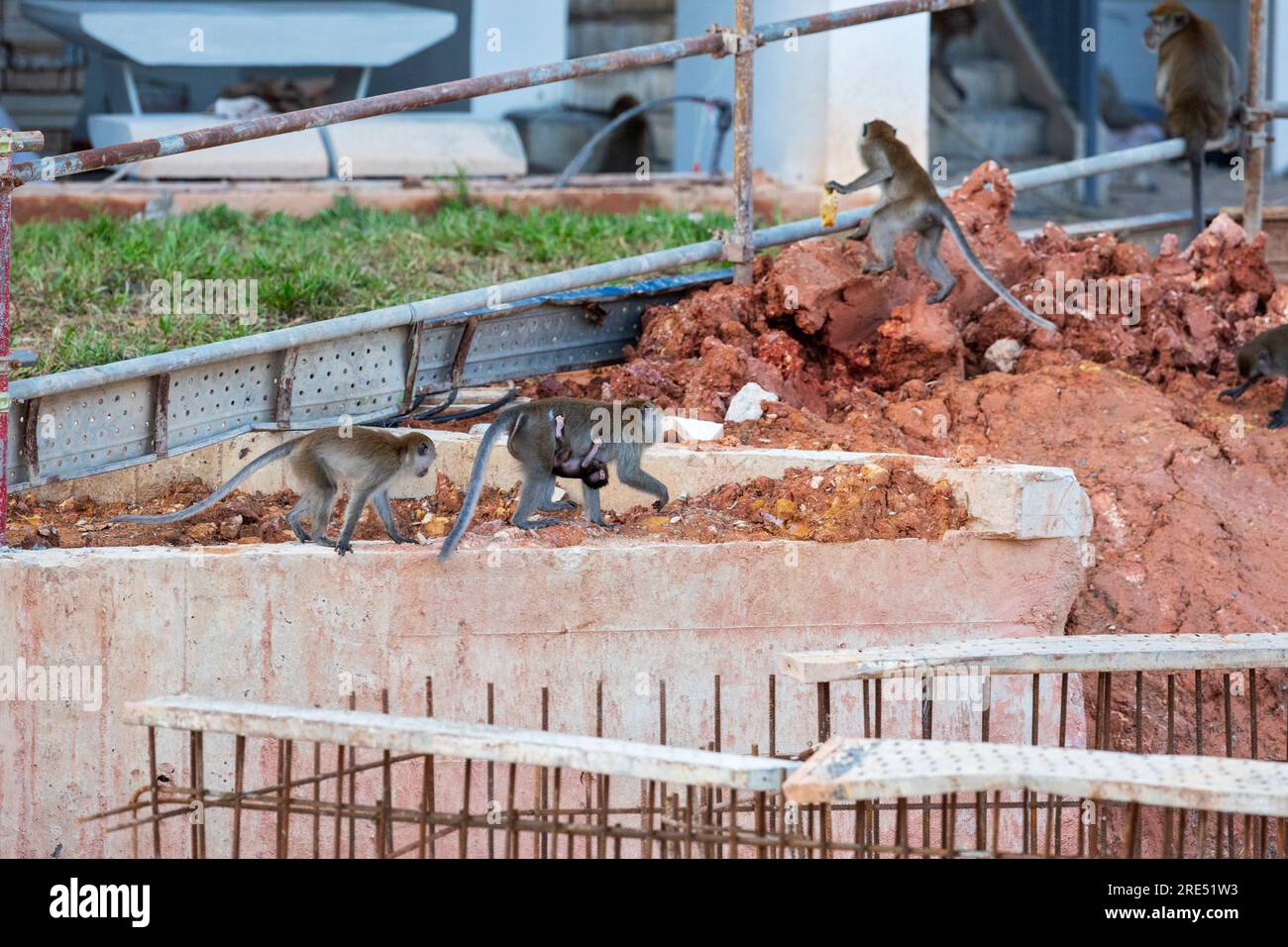Una tropa de macacos de cola larga explora el sitio de construcción de viviendas públicas Waterway Sunrise, Singapur Foto de stock