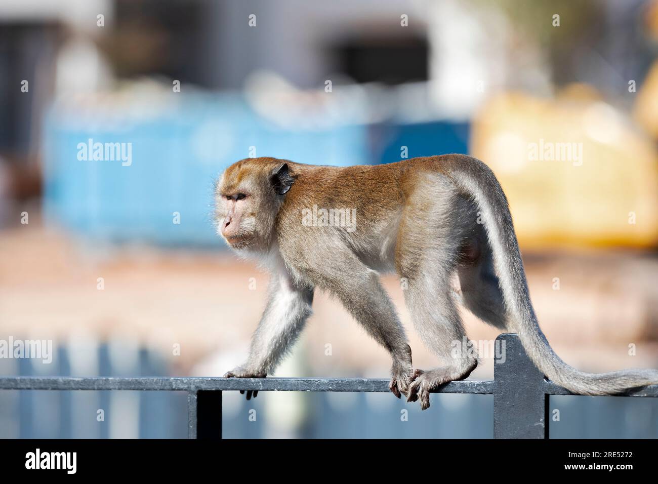 Un macaco de cola larga se acerca al sitio de construcción de la urbanización pública Waterway Sunrise desde Sunrise Gateway, Singapur Foto de stock