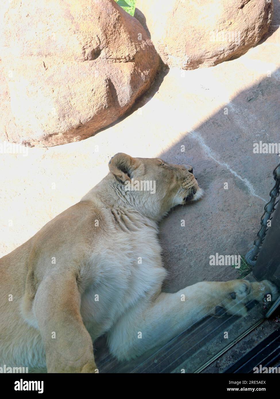 Topeka, Kansas - 22 de julio de 2023: León durmiente en el zoológico Foto de stock